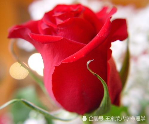 桃花运最强的八字特点（桃花运好的八字）