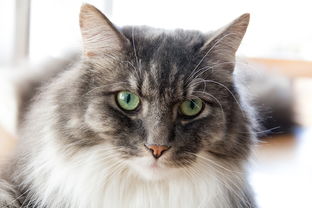 适合养猫的风水