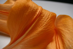 女人有大财的八字特征