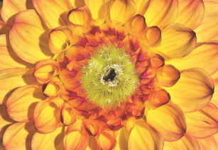 2024年最强的四大生肖（2024生肖都年运势大都）