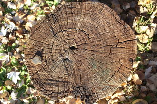 八字五行水旺缺木的人怎么办（八字五行水旺缺木的人怎么办呢）