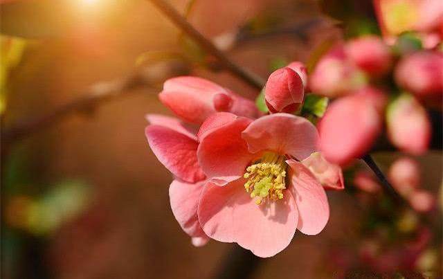 四柱看红鸾桃花