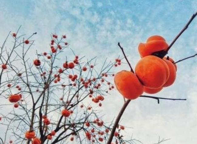 命带红鸾的人看感情