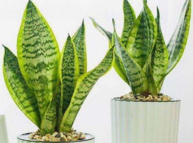 挡煞防小人植物