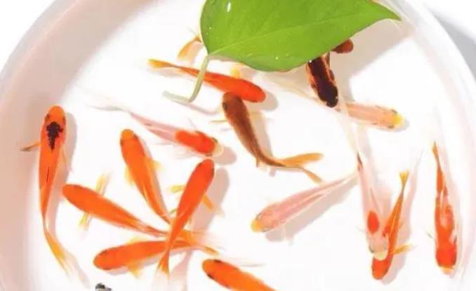 养几条金鱼风水最好