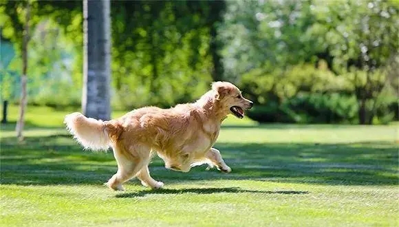 养狗的风水禁忌