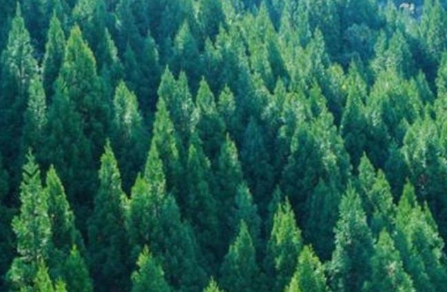 庚寅年生松柏木命