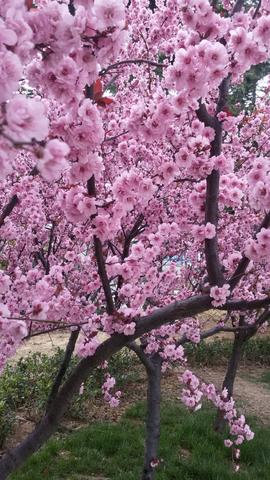 八字原局婚姻宫被合怎么解决