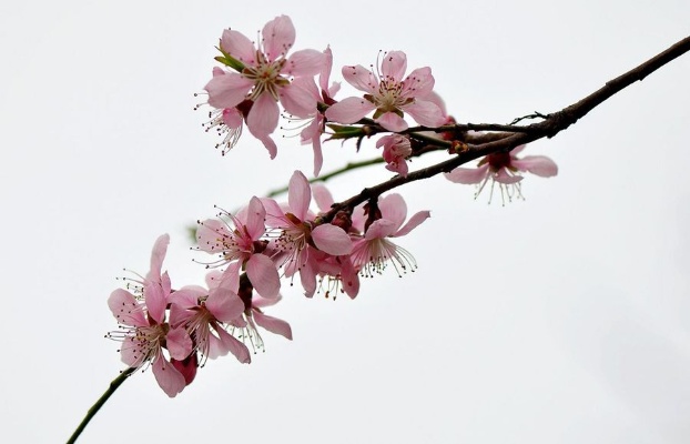 八字看配偶对婚姻的忠诚度