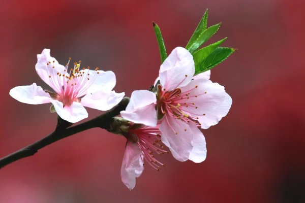 八字预测未来的婚姻对象方位