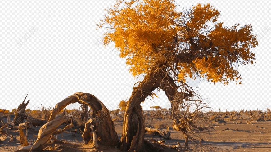 八字五行中死木与活木的断法技巧