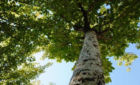 八字十二地支寅木解析