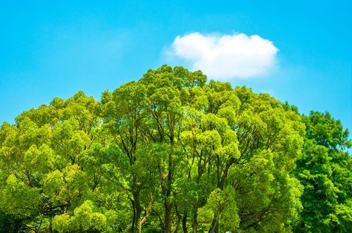 木型人适合什么工作