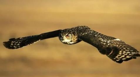 八字格局枭印重重