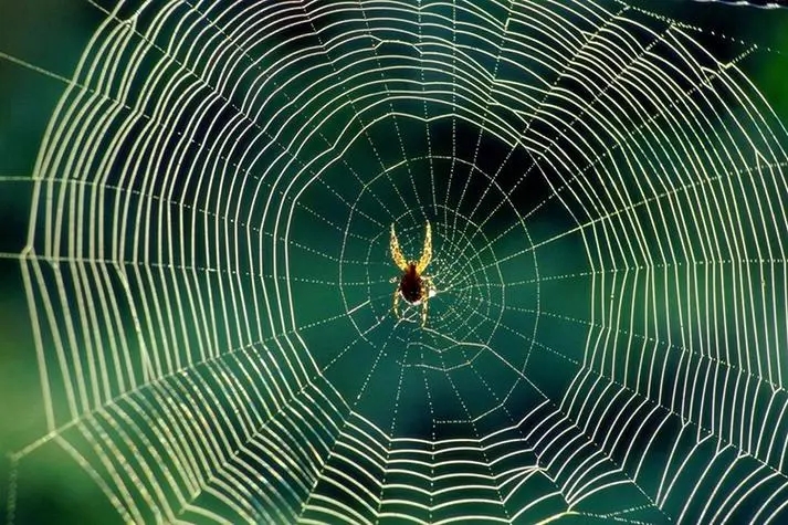 八字见天罗地网入命吉凶主事