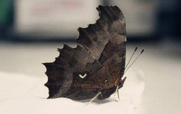 八字中的偏枯命好吗