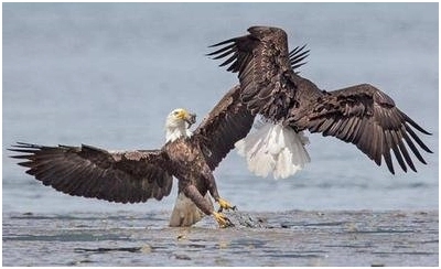 八字同时有偏印和食神好吗