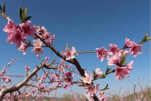 有红鸾桃花入命好不好