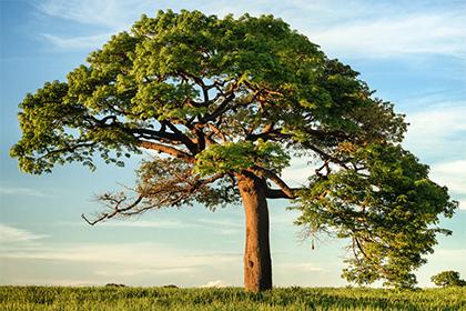 五行缺木多水怎么办