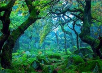 八字大林木是什么意思