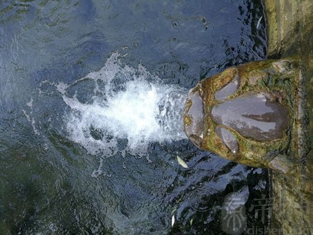 泉中水命什么意思