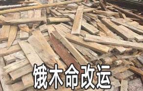 饿木命的人好不好