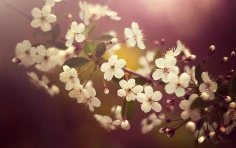 命里犯桃花煞怎么化解