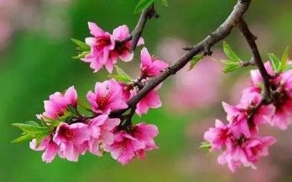 八字正桃花是什么意思