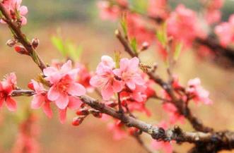 如何判断八字带哪种桃花