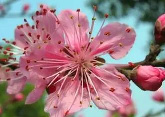 八字中命带桃花的分类