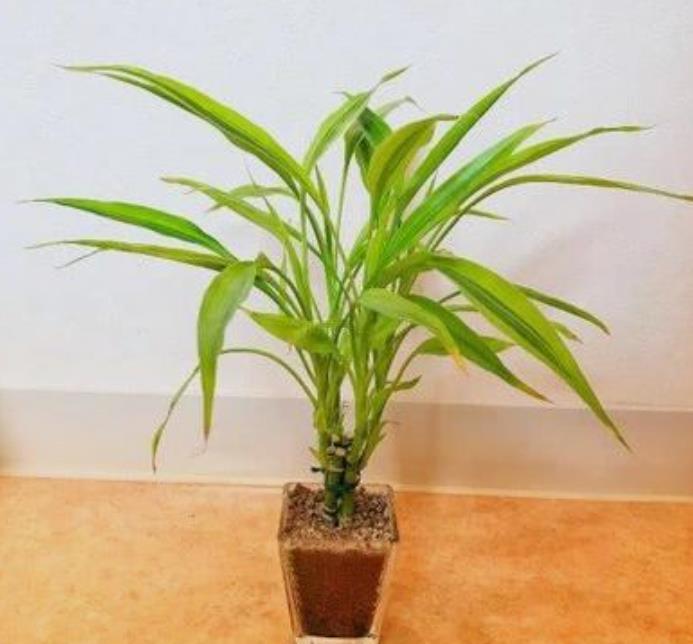 住宅养什么植物增加阳气