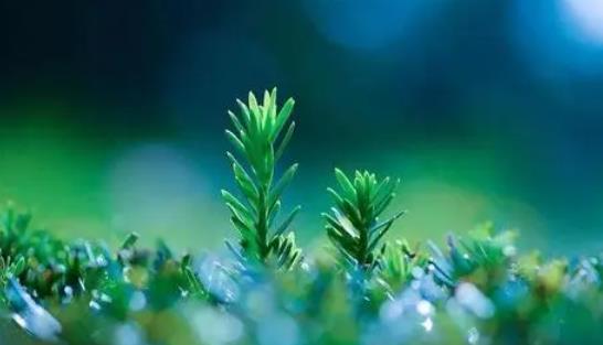 八字寅巳之间的关系