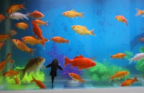 家中养鱼需要注意的风水禁忌