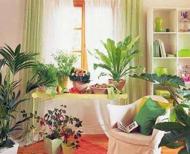 卧室植物摆放风水禁忌