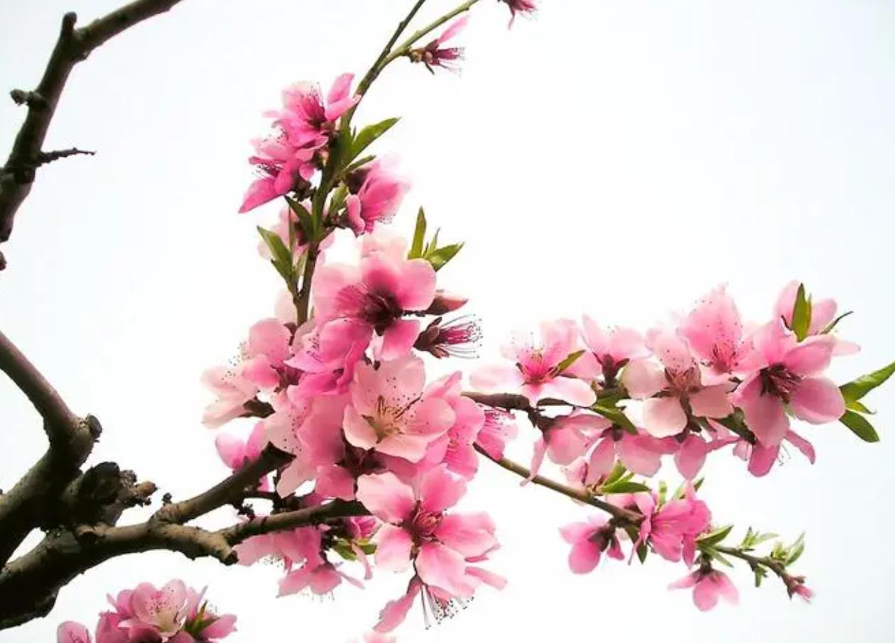 旺桃花的住宅风水