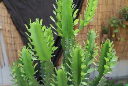 如何根据风水摆放龙骨