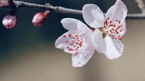 住宅风水如何促进桃花运势