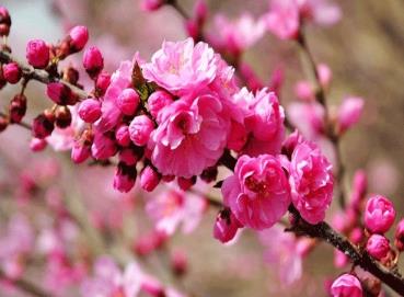 桃花旺的八字特征