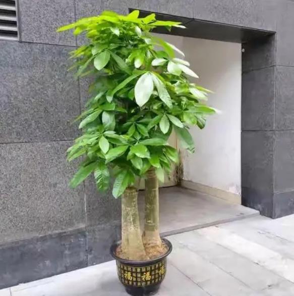 ​发财树摆放的旺财方位