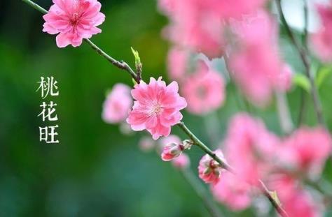 女命桃花旺的特征