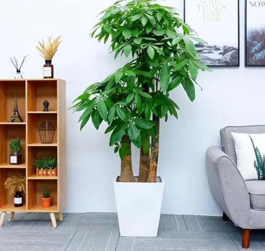 办公室发财树的旺财摆放位置