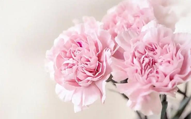 ​八字旺桃花的多种方法