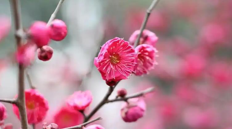 日坐食神女命的事业运势