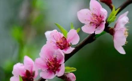 容易招桃花的住宅风水