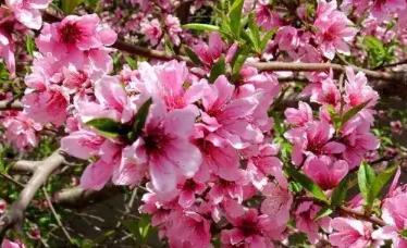 招桃花的住宅风水禁忌