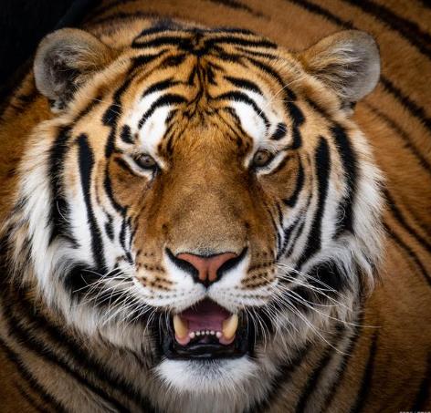 化解虎口煞最简单有效的方法