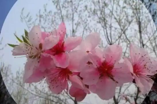 住宅增加桃花运的风水