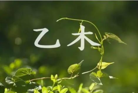 日元乙木身旺时的性格特征