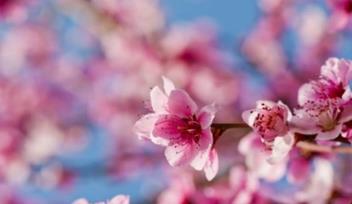 增加桃花运的风水方法