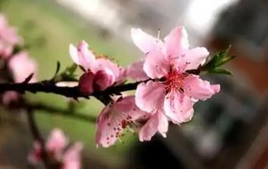 家居风水与桃花运的关系